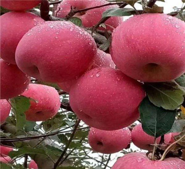 为什么果树大量修剪要在冬季进行