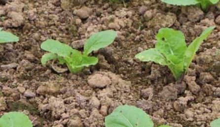 大白菜用什么肥料追肥