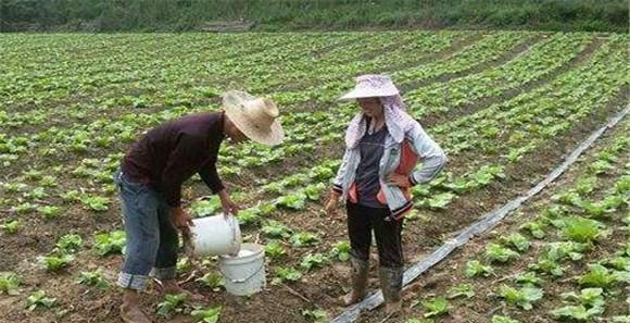 大白菜用什么肥料追肥