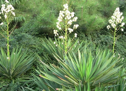剑麻什么时候开花