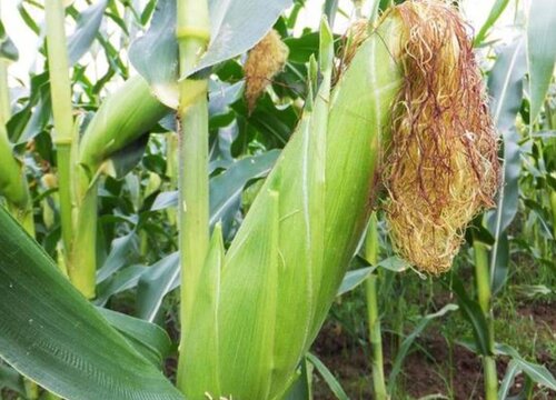 玉米几叶打控旺药最好