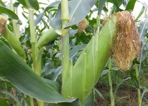 玉米几叶打控旺药最好