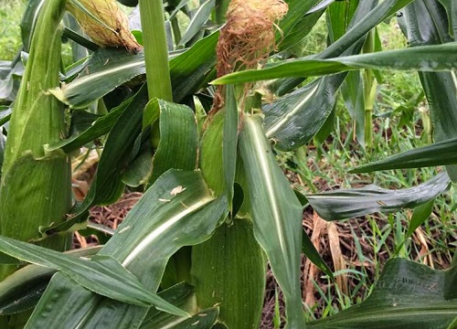 玉米几叶打控旺药最好