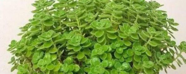 属相猪的人养什么花好呢