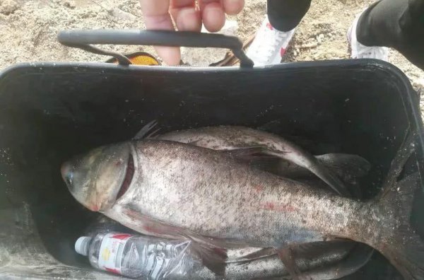 晚上钓鲢鳙效果怎么样