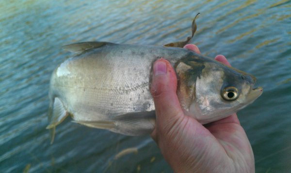 晚上钓鲢鳙效果怎么样
