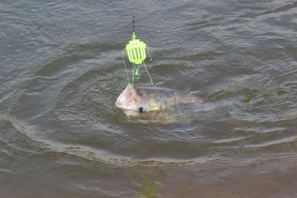 晚上钓鲢鳙效果怎么样