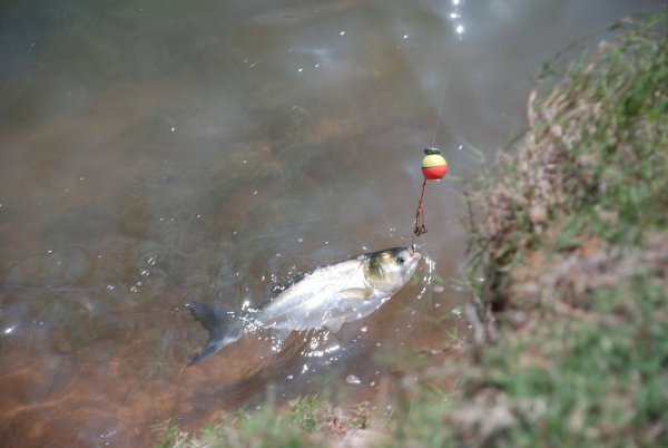 晚上钓鲢鳙效果怎么样