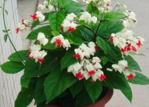 龙珠发芽后容易折断原因及养护方法