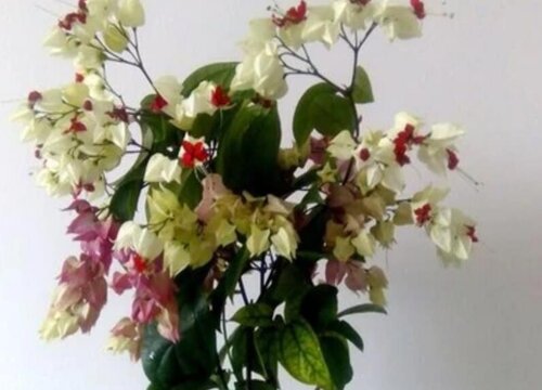 龙珠发芽后容易折断原因及养护方法