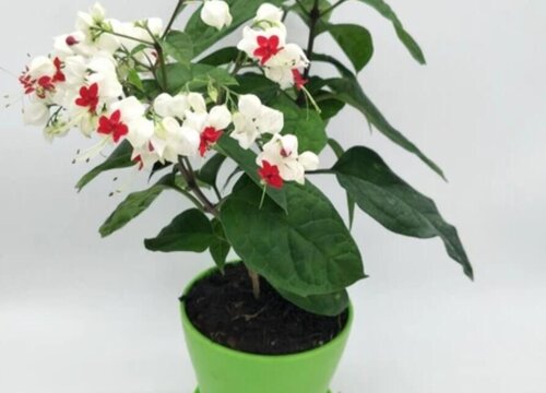 龙珠发芽后容易折断原因及养护方法