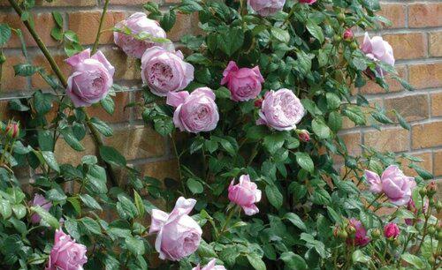 香味浓郁的月季品种排名