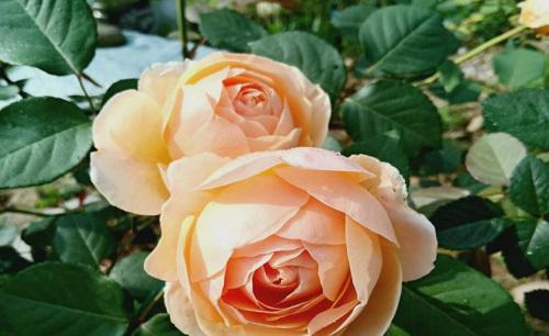 香味浓郁的月季品种排名