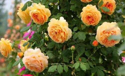 香味浓郁的月季品种排名