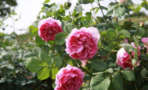 香味浓郁的月季品种排名