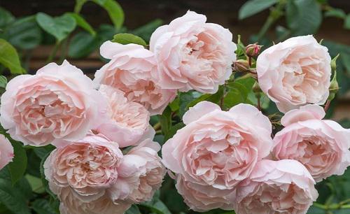 香味浓郁的月季品种排名