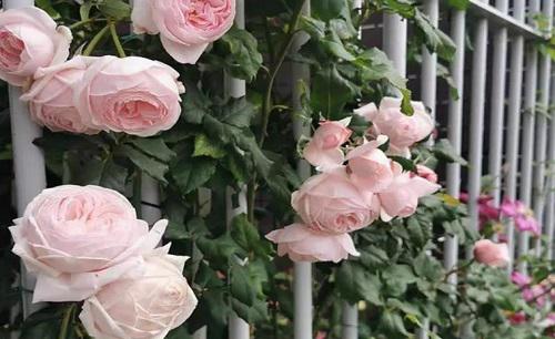 香味浓郁的月季品种排名