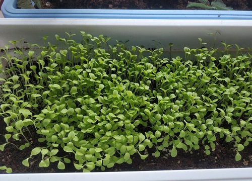 包心生菜的种植方法和时间