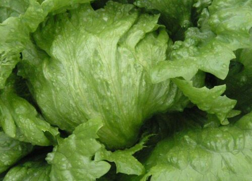 包心生菜的种植方法和时间