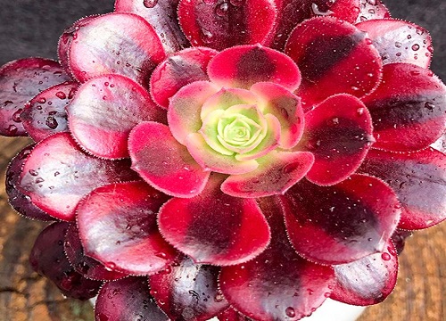 美杜莎怎么度夏安全