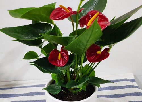 一帆风顺开花多久凋谢