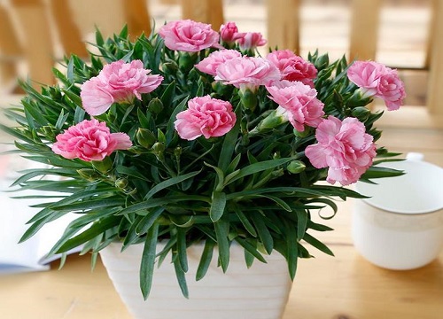 代表健康的花是什么花