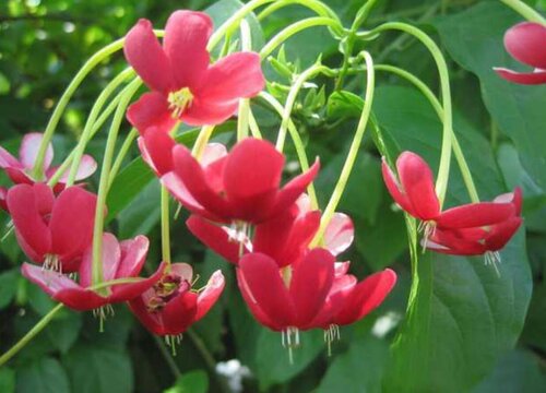 代表健康的花是什么花