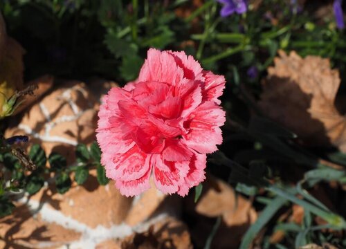 代表健康的花是什么花