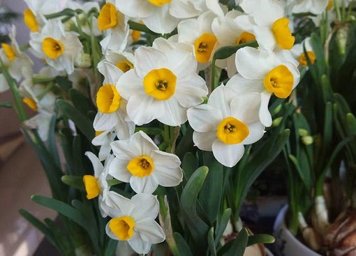 代表健康的花是什么花