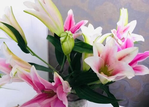 代表健康的花是什么花