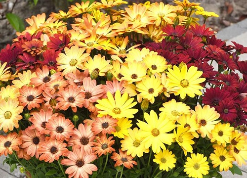 代表健康的花是什么花