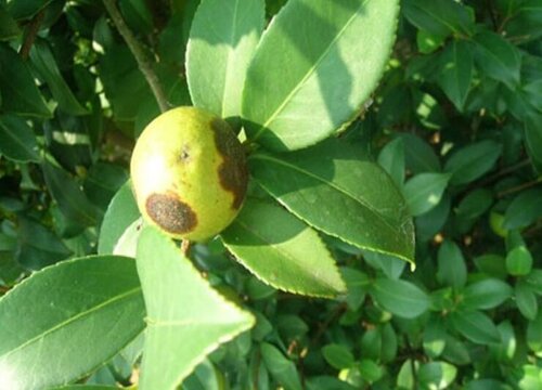 脐橙炭疽病发病的发病原因与治疗方法