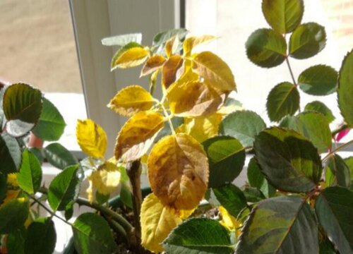 室内花卉出现黄叶该怎么处理