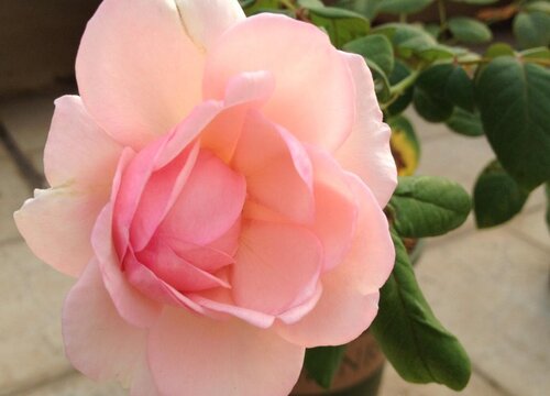 美咲月季是藤本还是灌木