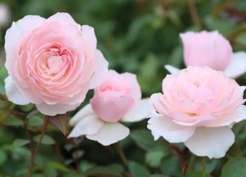 美咲月季是藤本还是灌木