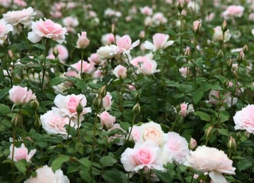 美咲月季是藤本还是灌木