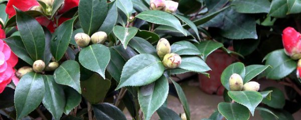山茶花怎么养才长得好