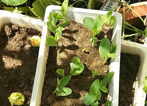 玉米的种植方法与时间