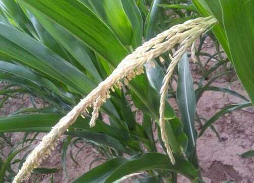 玉米的种植方法与时间