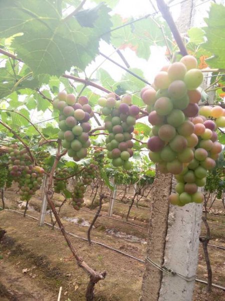 脱落酸对植物的作用