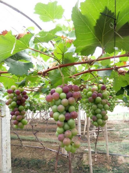 脱落酸对植物的作用