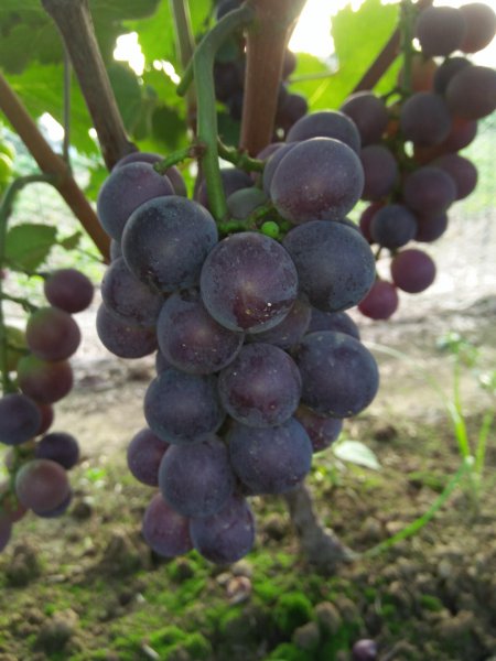 脱落酸对植物的作用