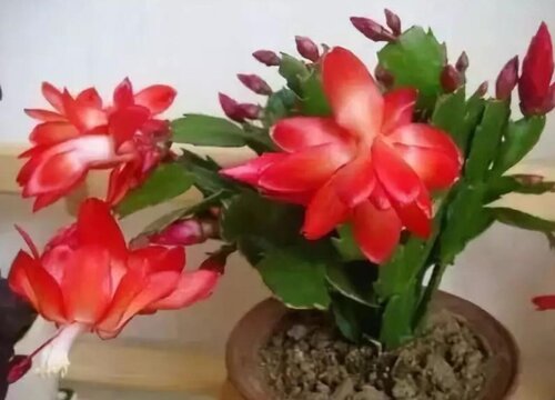 蟹爪兰冬天怎么养才能安全过冬