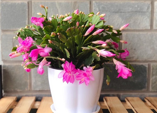 蟹爪兰冬天怎么养才能安全过冬