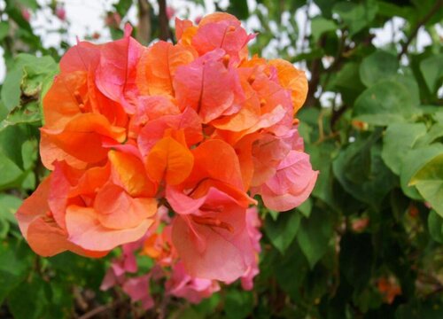 什么时期对三角梅进行修剪促花