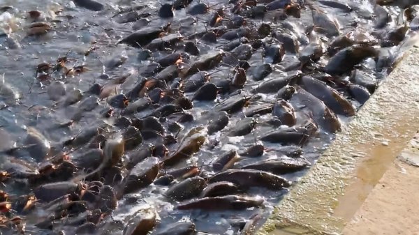 塘鲺鱼为什么不能吃