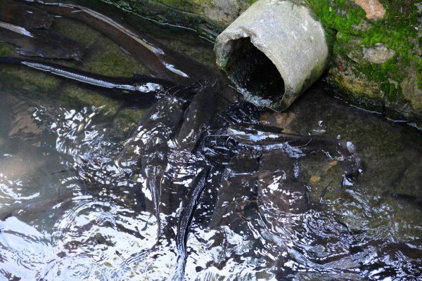 塘鲺鱼为什么不能吃