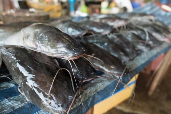 塘鲺鱼为什么不能吃