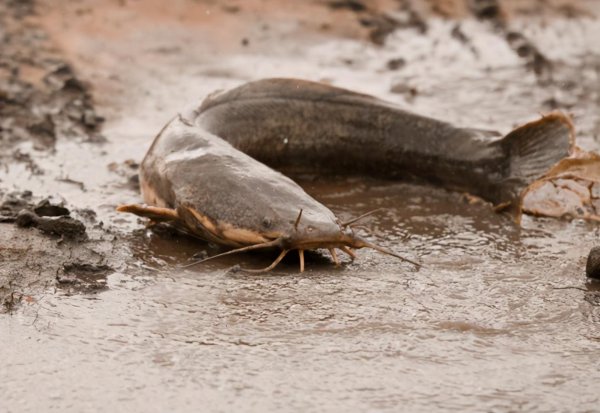 塘鲺鱼为什么不能吃