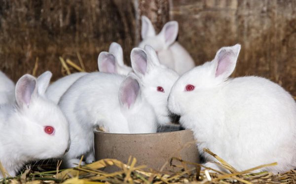 兔子养多久才会认主人